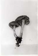 Gymnopilus humicola image