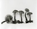 Gymnopilus picreus image