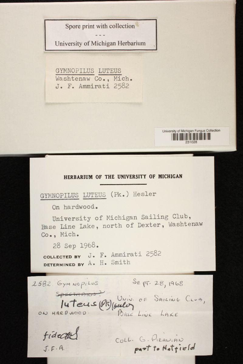 Gymnopilus luteus image