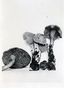 Gymnopilus punctifolius image