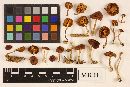 Gymnopilus sapineus image