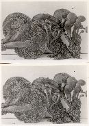 Gymnopilus sapineus image