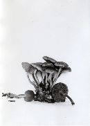 Gymnopilus sapineus image