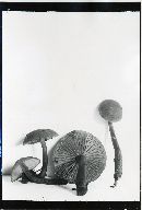 Gymnopilus picreus image