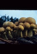 Phaeolepiota aurea image