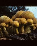 Phaeolepiota aurea image