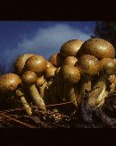 Phaeolepiota aurea image