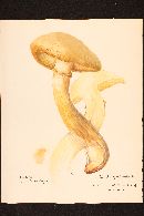 Phaeolepiota aurea image