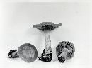 Gymnopilus terrestris image