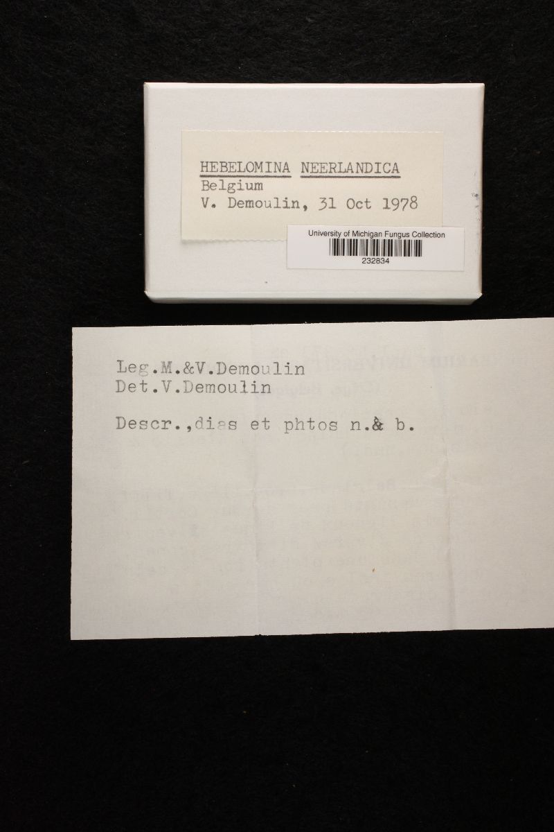Hebelomina neerlandica image