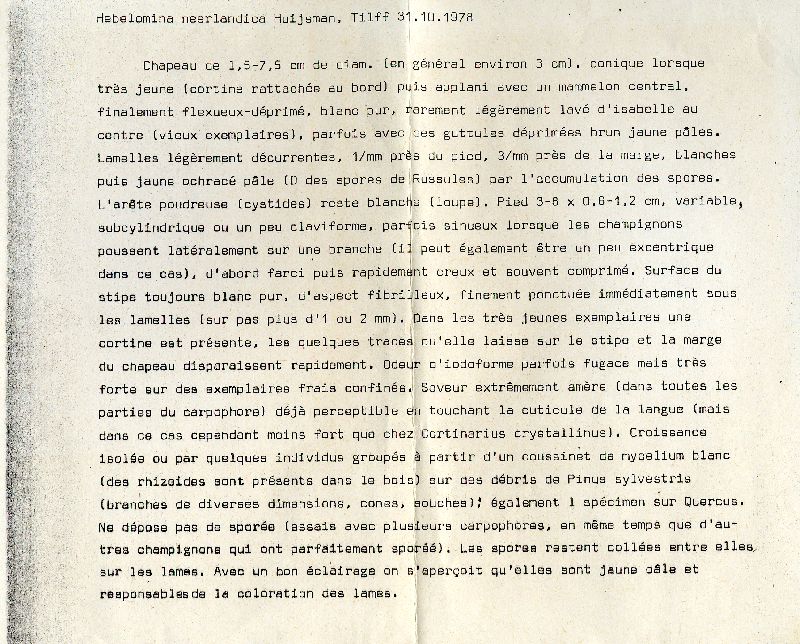 Hebelomina neerlandica image