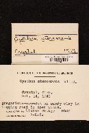 Cyathus stercoreus image