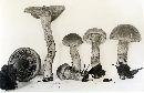 Inocybe caesariata image