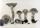 Inocybe caesariata image