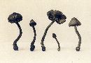 Inocybe agglutinata image