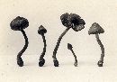 Inocybe agglutinata image