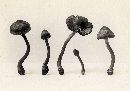 Inocybe agglutinata image