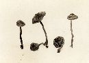 Inocybe calospora image