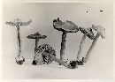 Inocybe cookei image