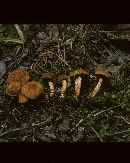 Inocybe caesariata image