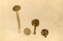 Inocybe calospora image