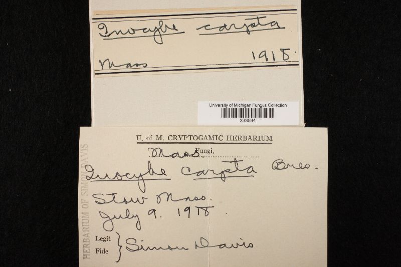 Inocybe carpta image