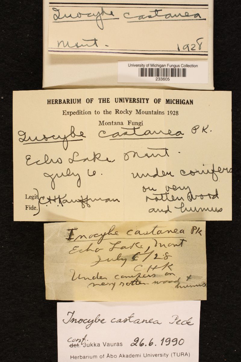 Inocybe castanea image