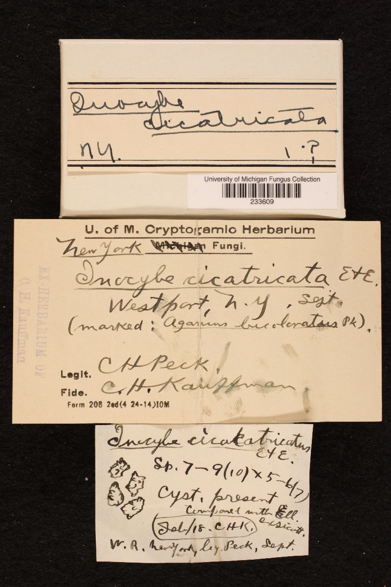 Inocybe cicatricata image