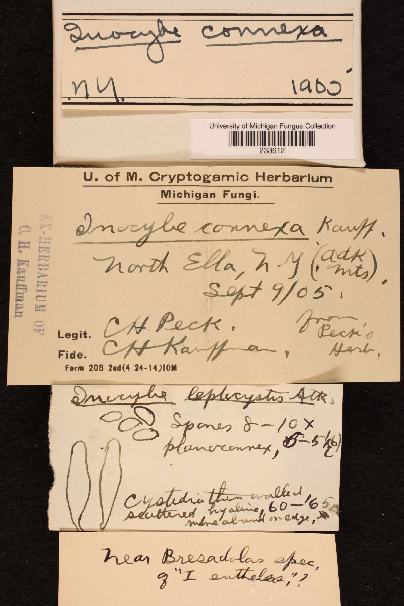 Inocybe connexa image