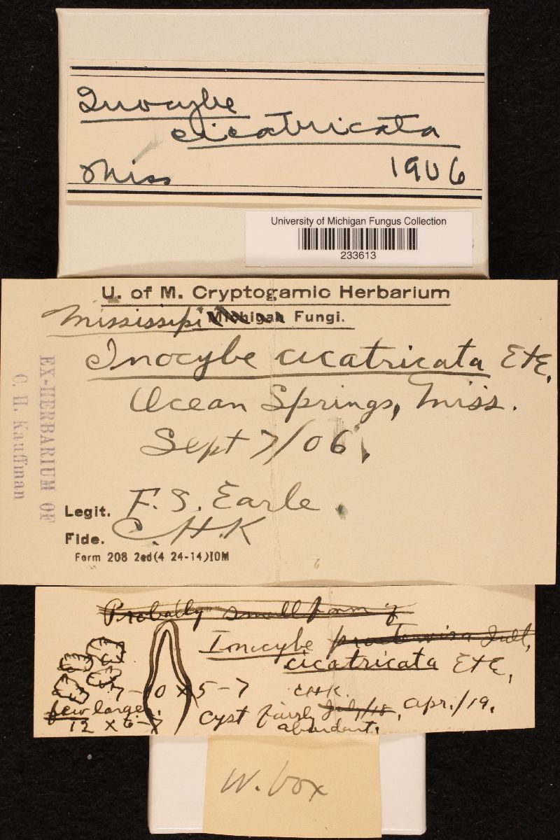 Inocybe cicatricata image