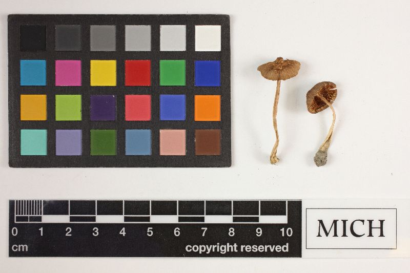 Inocybe connexa image