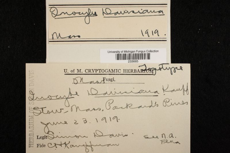 Inocybe davisiana image
