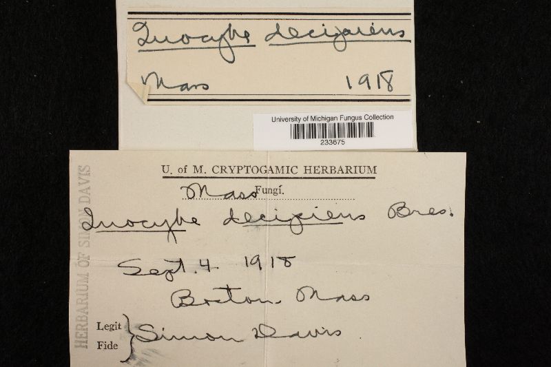 Inocybe decipiens image