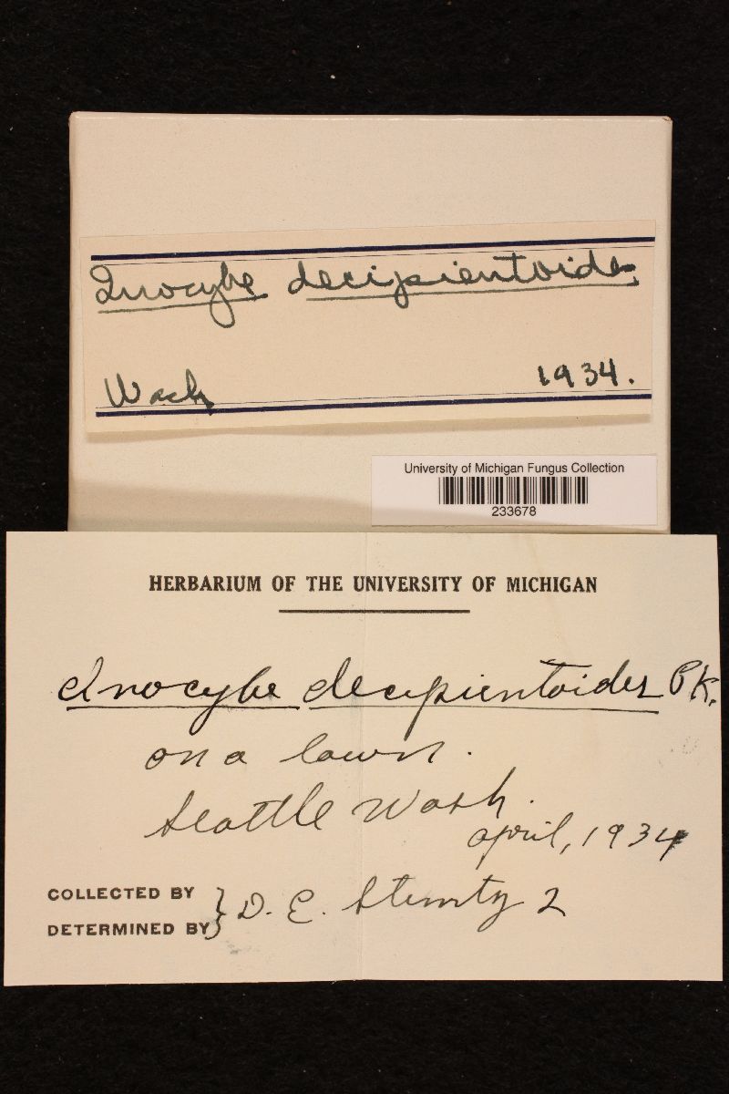 Inocybe decipientoides image