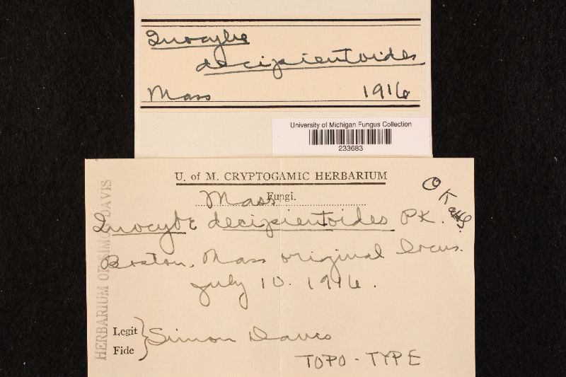 Inocybe decipientoides image