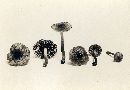 Inocybe decipientoides image