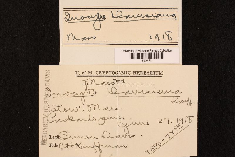 Inocybe davisiana image