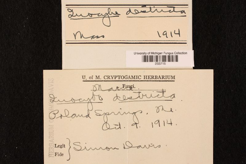 Inocybe destricta image
