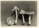 Inocybe fallax image