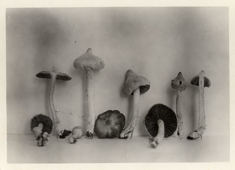 Inocybe fallax image