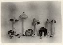 Inocybe fallax image