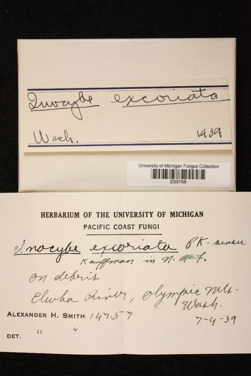 Inocybe excoriata image