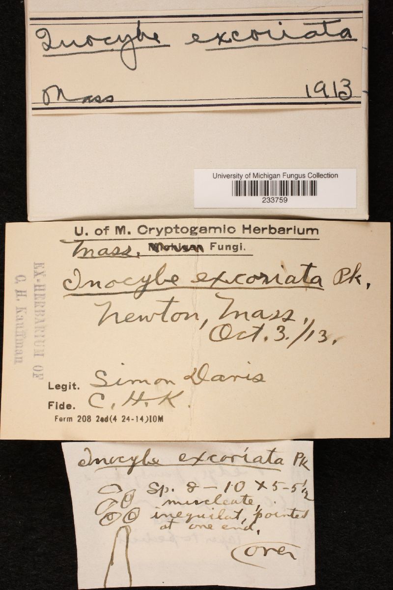 Inocybe excoriata image