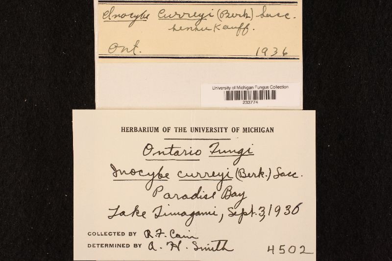 Inocybe curreyi image