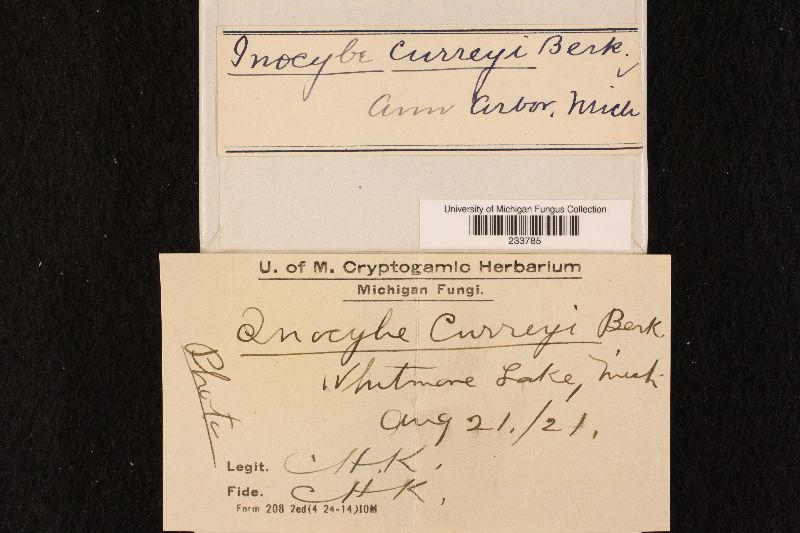 Inocybe curreyi image