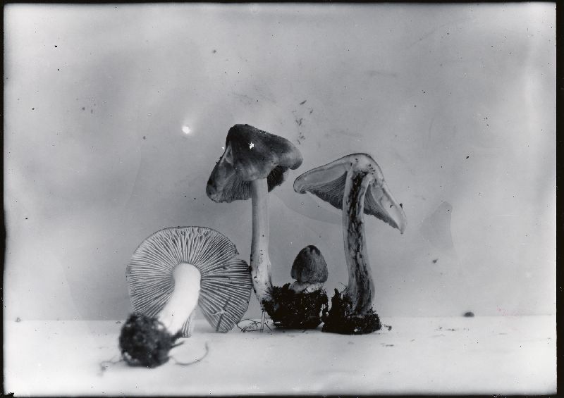 Inocybe curreyi image