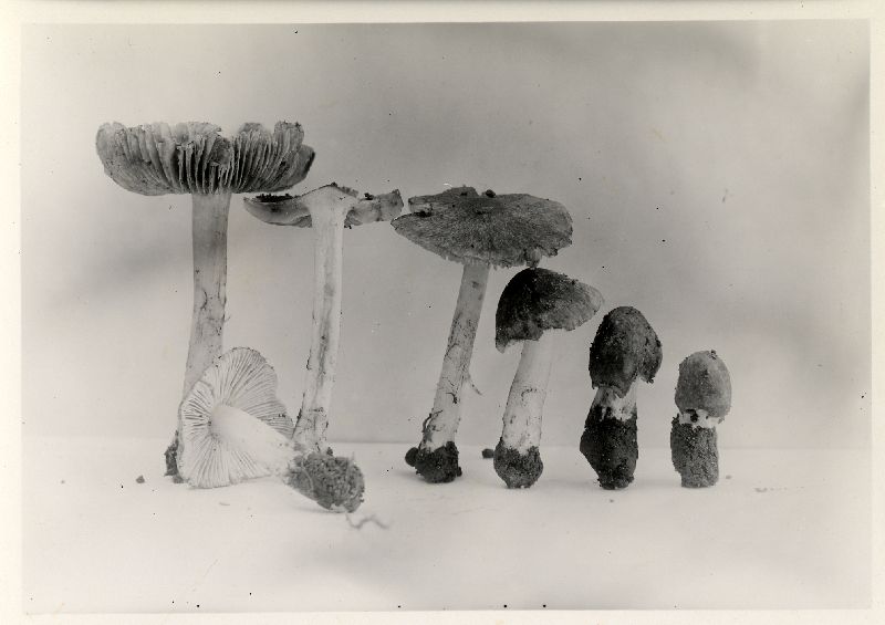 Inocybe curreyi image