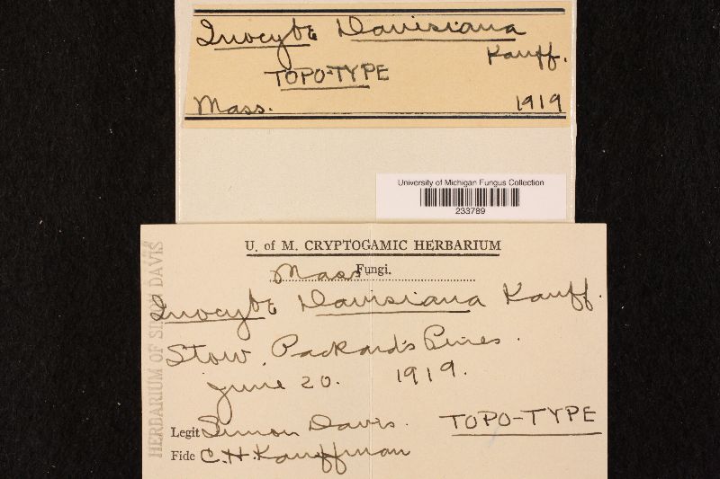 Inocybe davisiana image