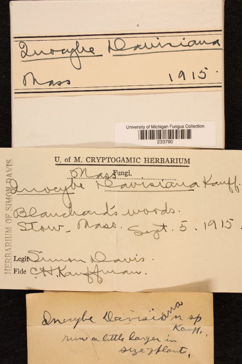 Inocybe davisiana image