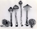 Inocybe fuscodisca image